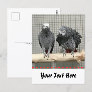 African Grey Parrot, Postcrossing Postcard