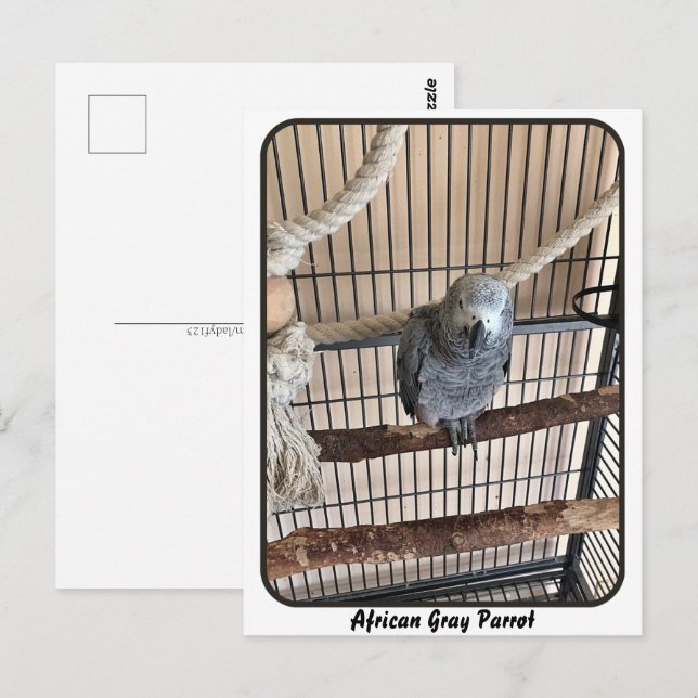African Grey Parrot, Postcrossing Postcard (Front/Back)