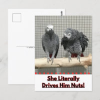 African Grey Parrot, Postcrossing
