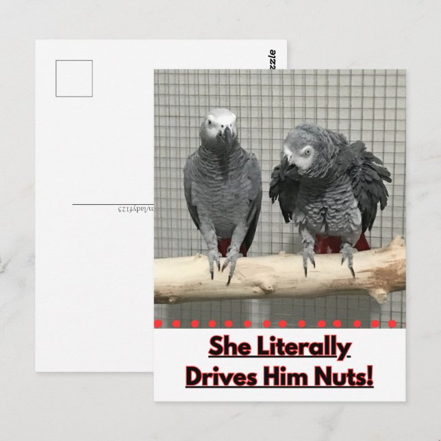 African Grey Parrot, Postcrossing Postcard (Front/Back)