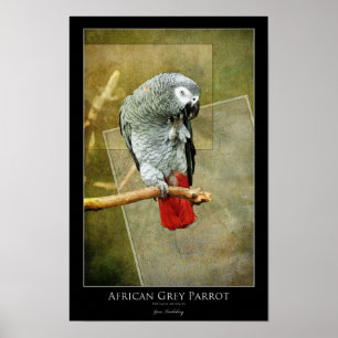 African Grey Parrot Poster