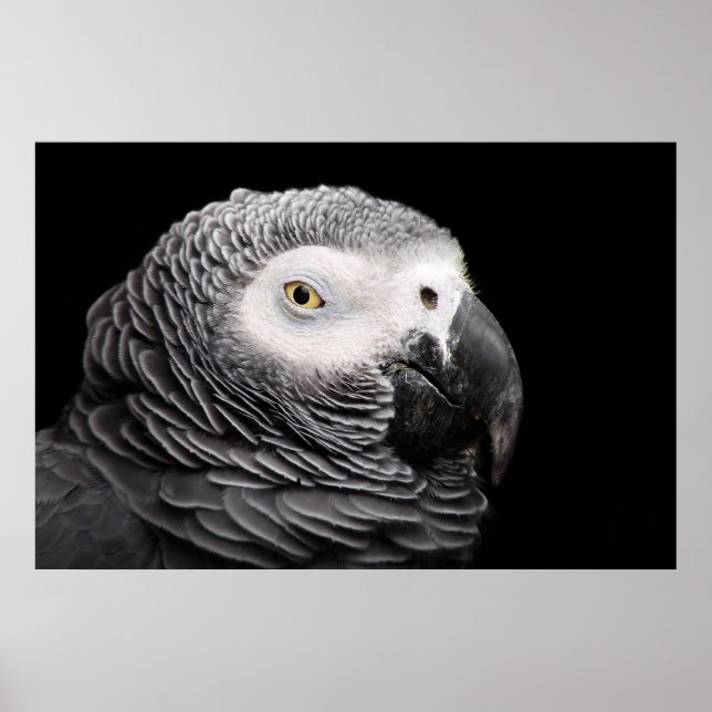 African Grey Parrot Poster (Front)