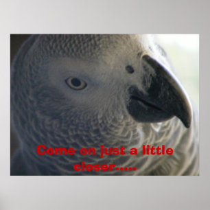 African Grey Parrot Poster