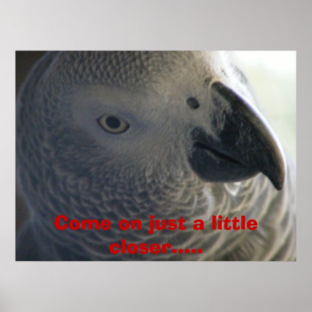 African Grey Parrot Poster (Front)