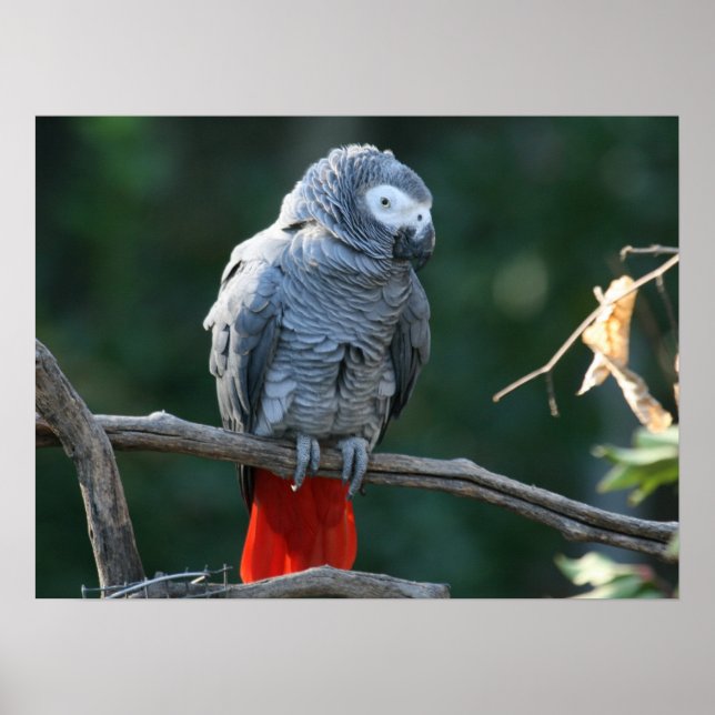 African Grey Parrot Print (Front)