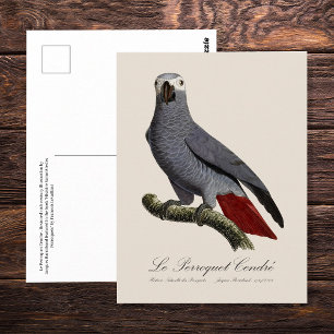 African grey parrot, Psittacus erithacus, vintage Postcard