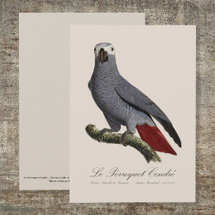 African grey parrot, Psittacus erithacus, vintage Thank You Card