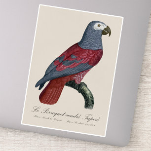 African Grey Parrot Red Factor Psittacus Erithacus