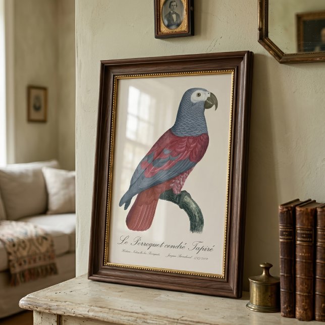 African Grey Parrot Red Factor Psittacus Erithacus Photo Print (African Grey Parrot Red Factor Psittacus Erithacus. Photo Print)