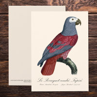 African Grey Parrot Red Factor Psittacus Erithacus