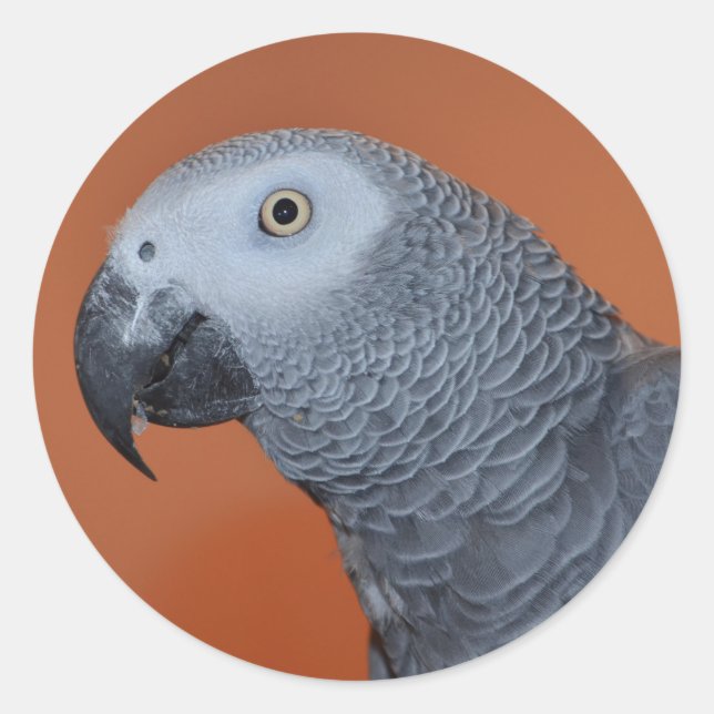 African Grey Parrot Stickers (Front)