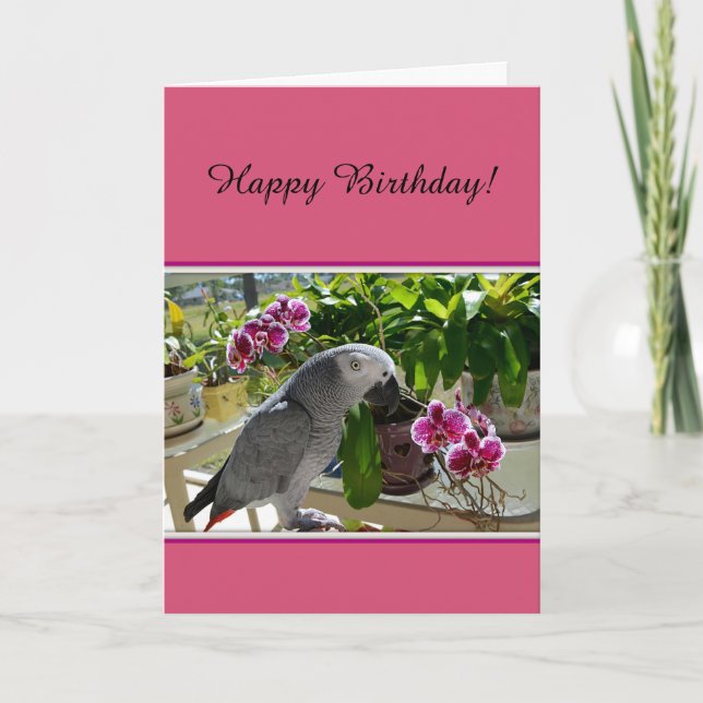 African Grey Parrot with Orchids Card (Front)