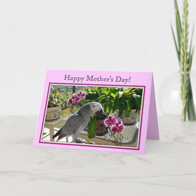 African Grey Parrot with Orchids Card (Front)