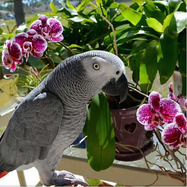 Pet shops that sell african hot sale grey parrots