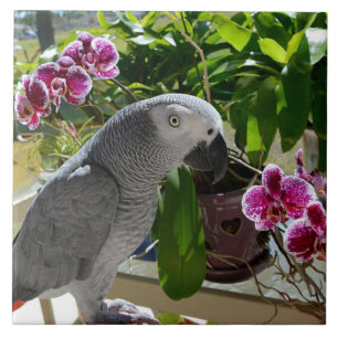 African Grey Parrot with Orchids Tile