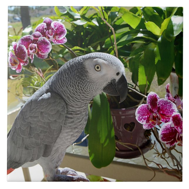 African Grey Parrot with Orchids Tile (Front)