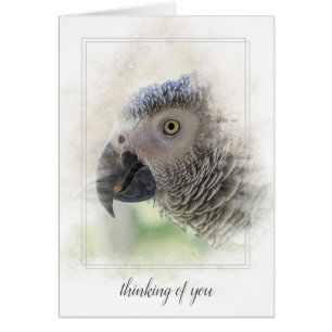 African Grey pense à vous
