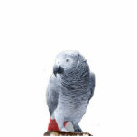 African Grey Photo Sculpture Ornament<br><div class="desc">African Grey ornament for parrot lovers.  Great stocking stuffer or tie on gift package with colourful ribbon.</div>