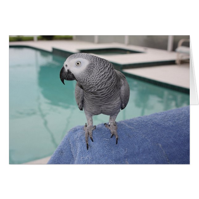 African Grey Pool Party (Front Horizontal)
