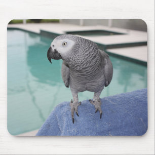 African Grey Pool Party Mouse Pad