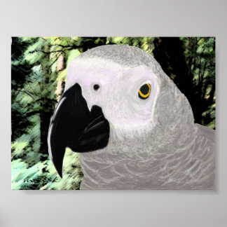 African Grey Poster