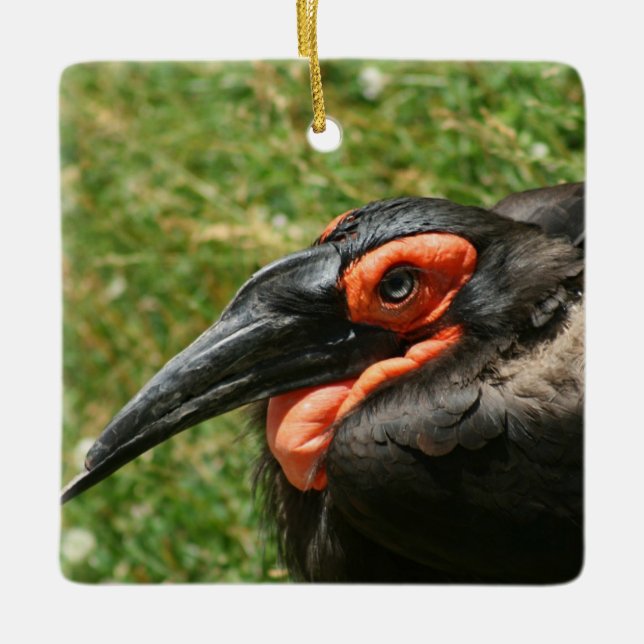 African Ground Hornbill Ornament (Front)