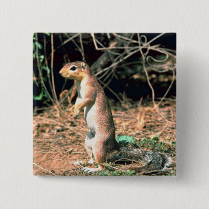 African Ground Squirrel 2 Inch Square Button