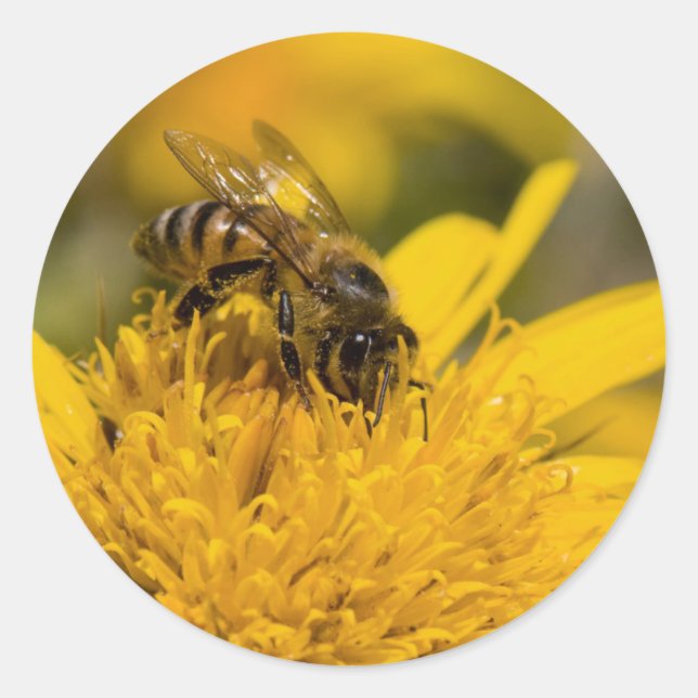 African Honey Bee With Pollen Sacs Feeding Classic Round Sticker (Front)