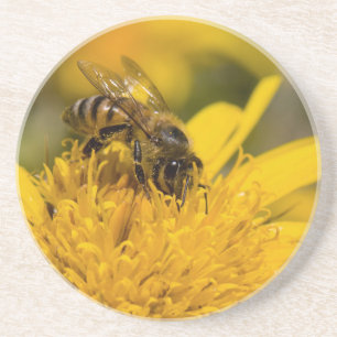 African Honey Bee With Pollen Sacs Feeding Coaster