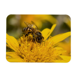 African Honey Bee With Pollen Sacs Feeding Magnet