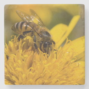 African Honey Bee With Pollen Sacs Feeding Stone Coaster