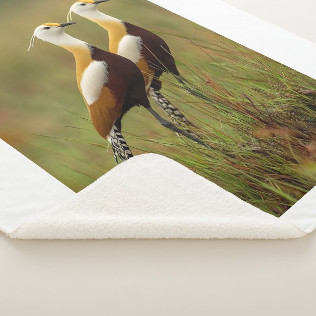 African Jacana Bird Blanket (3/4)