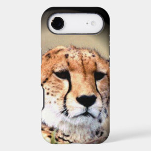 African Kenya Big Cats 