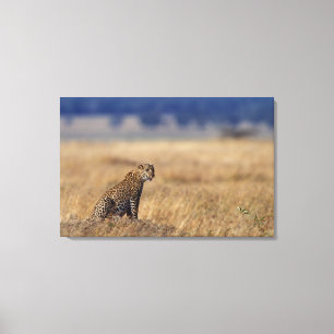 African leopard in grasslands , Kenya , Africa Canvas Print