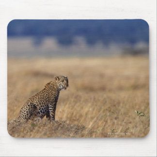 African leopard in grasslands , Kenya , Africa Mouse Pad