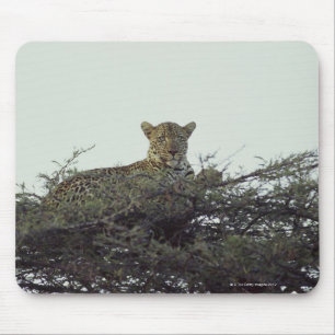 African leopard mouse pad