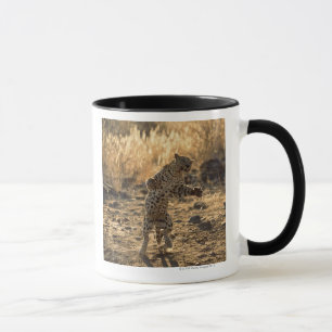 African leopard on hind legs , Namibia , Africa Mug