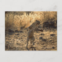 African leopard on hind legs , Namibia , Africa