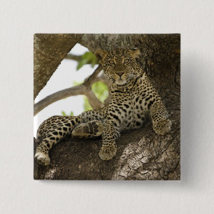 African Leopard, Panthera pardus 2 Inch Square Button