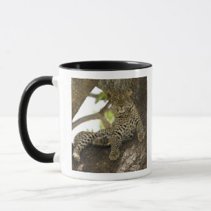 African Leopard, Panthera pardus Mug