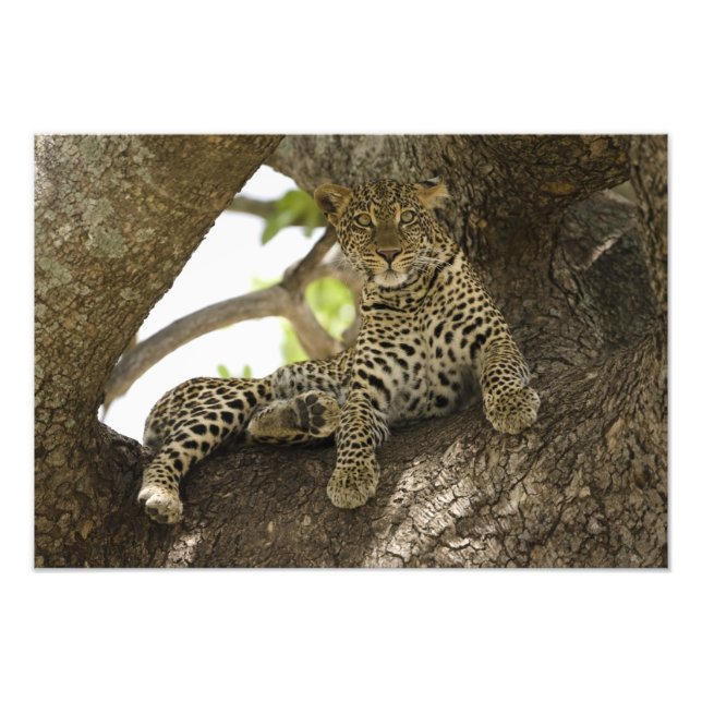 African Leopard, Panthera pardus Photo Print (Front)