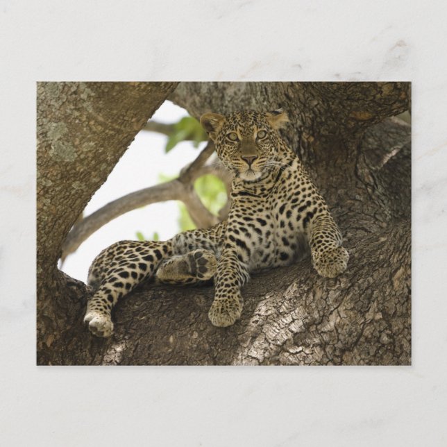 African Leopard, Panthera pardus Postcard (Front)