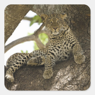 African Leopard, Panthera pardus Square Sticker
