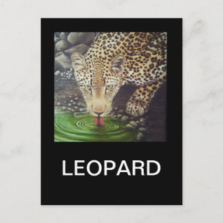 African Leopard Postcard