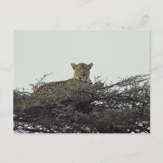 African leopard postcard (Front)