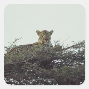 African leopard square sticker