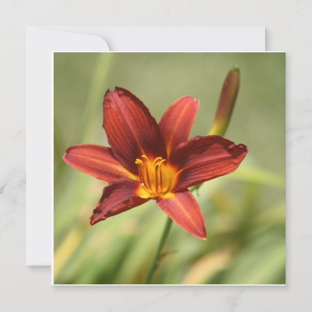 African Lily  (Front)