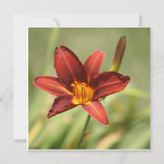 African Lily 