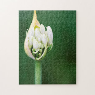 African Lily, Agapanthus Praecox, Cape Town Jigsaw Puzzle