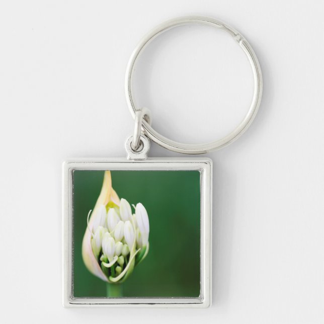 African Lily, Agapanthus Praecox, Cape Town Keychain (Front)
